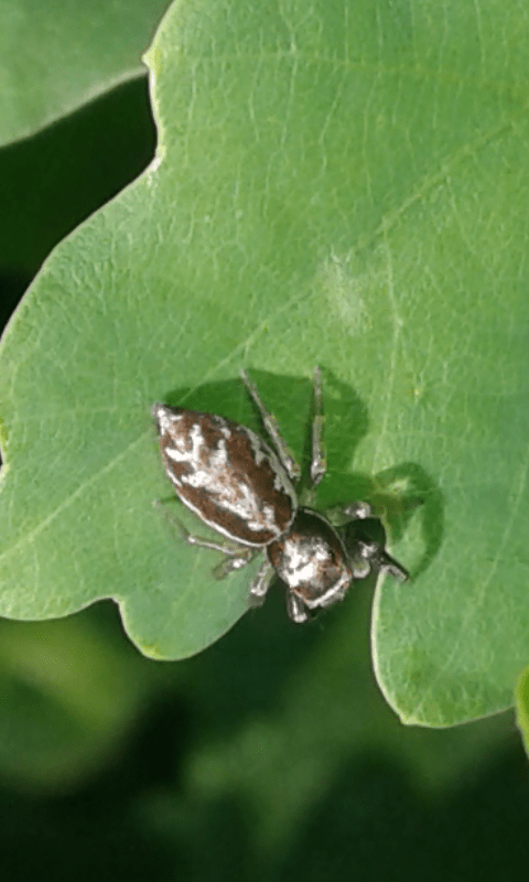 Salticidae: Icius sp.